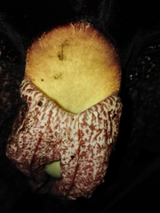 Aristolochia gigantea