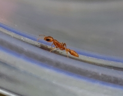 Pseudomyrmex pallidus