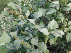 Ambrosia chenopodiifolia