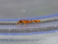 Pseudomyrmex pallidus