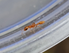 Pseudomyrmex pallidus