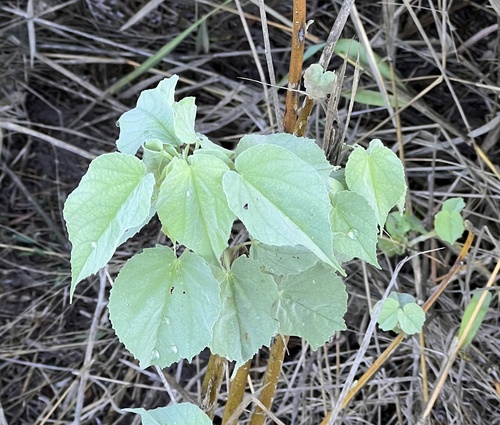 Anglestem Indian mallow (Abutilon trisulcatum)