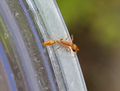 Pseudomyrmex pallidus