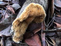 Protohydnum sclerodontium