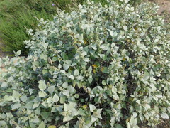 Ambrosia chenopodiifolia