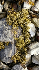 Pelvetia canaliculata