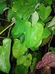 Aristolochia gigantea