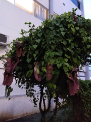 Aristolochia gigantea