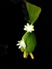 Rhipsalis pachyptera