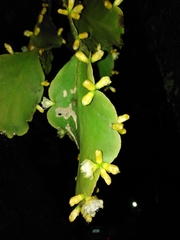 Rhipsalis pachyptera
