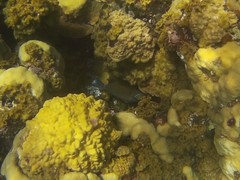 Balistes vetula