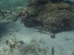 Mycteroperca bonaci