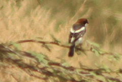 Lanius senator senator