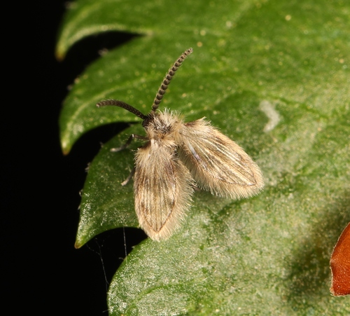 Mormia cornuta