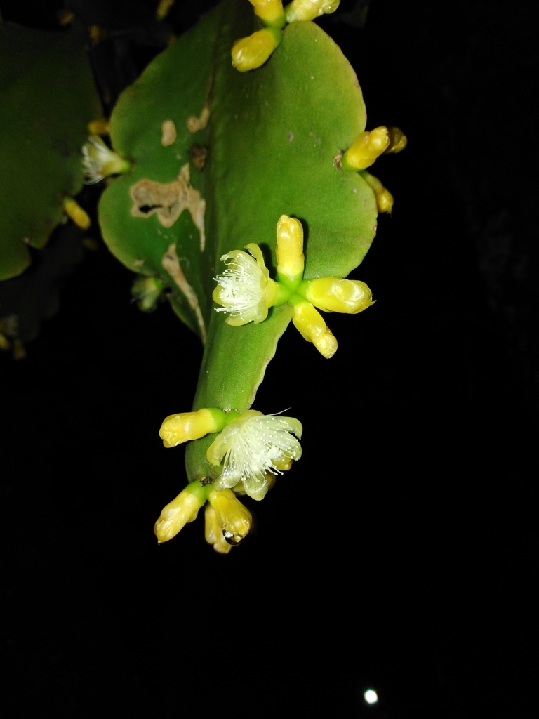 Rhipsalis pachyptera