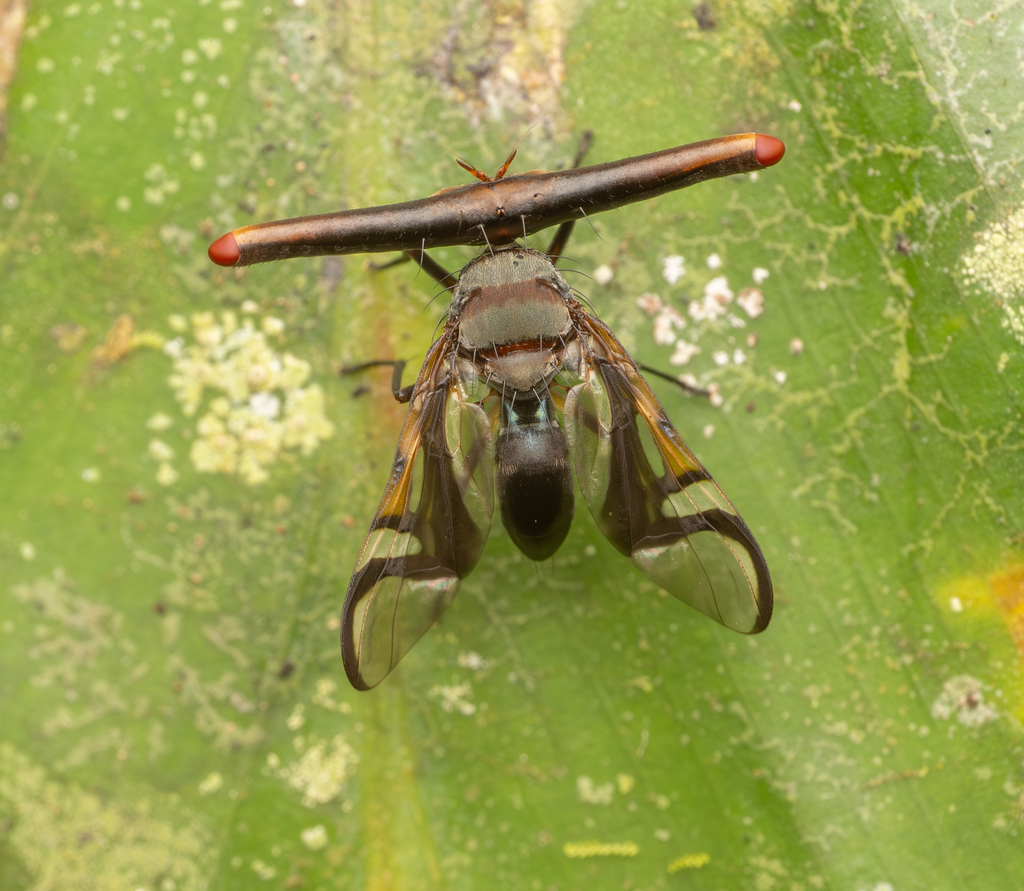 Laglaisia