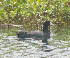 Fulica americana