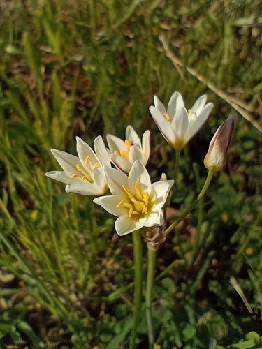 Image of Nothoscordum Bonariense (Nothoscordum bonariense) by (c) Felipe Horton, some rights reserved (CC BY)