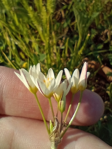 Image of Nothoscordum Bonariense (Nothoscordum bonariense) by (c) Felipe Horton, some rights reserved (CC BY)