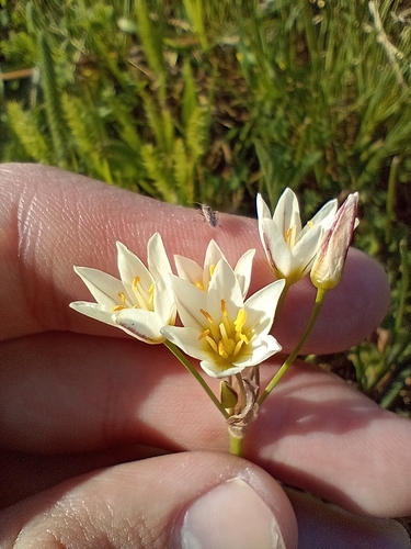 Image of Nothoscordum Bonariense (Nothoscordum bonariense) by (c) Felipe Horton, some rights reserved (CC BY)