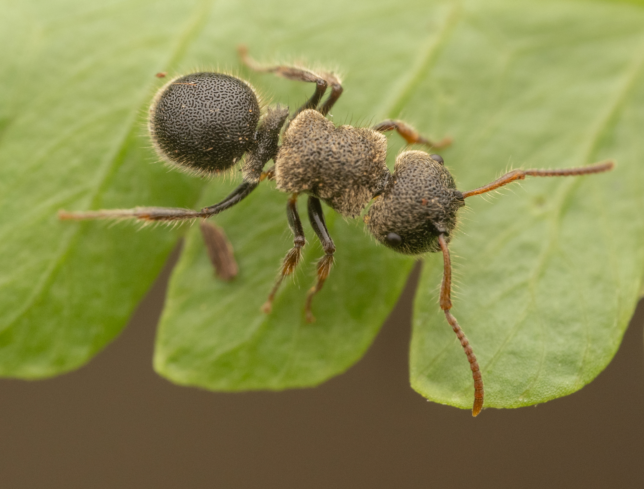Echinopla serrata