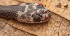 Diehl's Little Ground Snake photo 2
