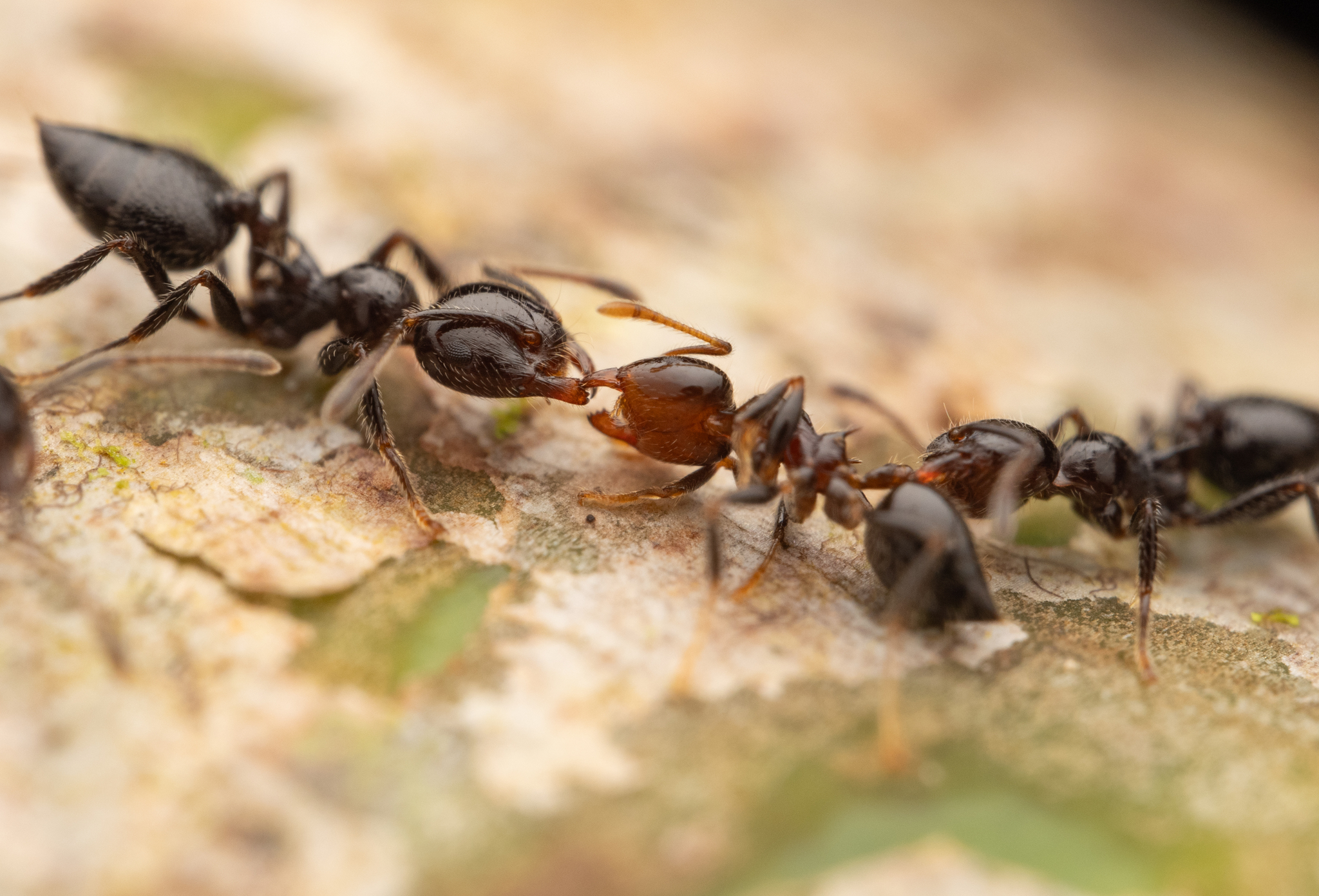 Crematogaster irritabilis