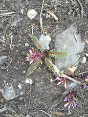 Pedicularis centranthera