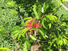 Calliandra medellinensis