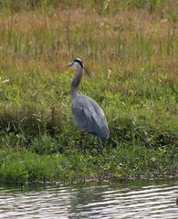 Ardea herodias
