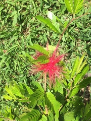 Calliandra medellinensis