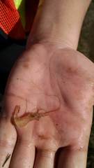 Palaemon macrodactylus