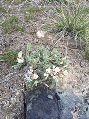 Astragalus purshii