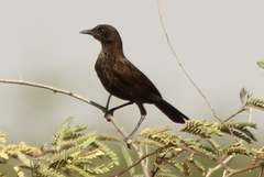 Myrmecocichla aethiops