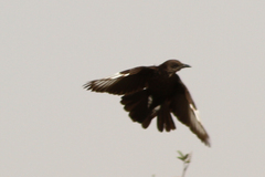 Myrmecocichla aethiops