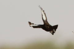 Myrmecocichla aethiops