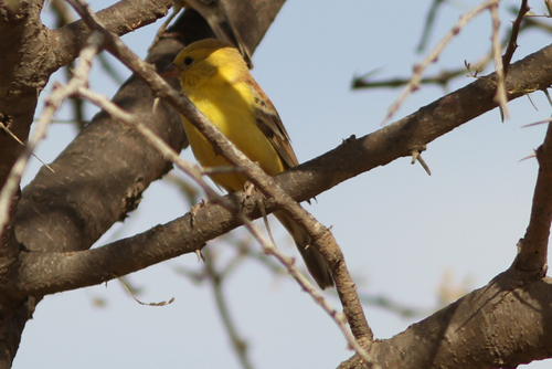 Gorrión dorado (Passer luteus)