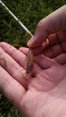 Palaemon macrodactylus