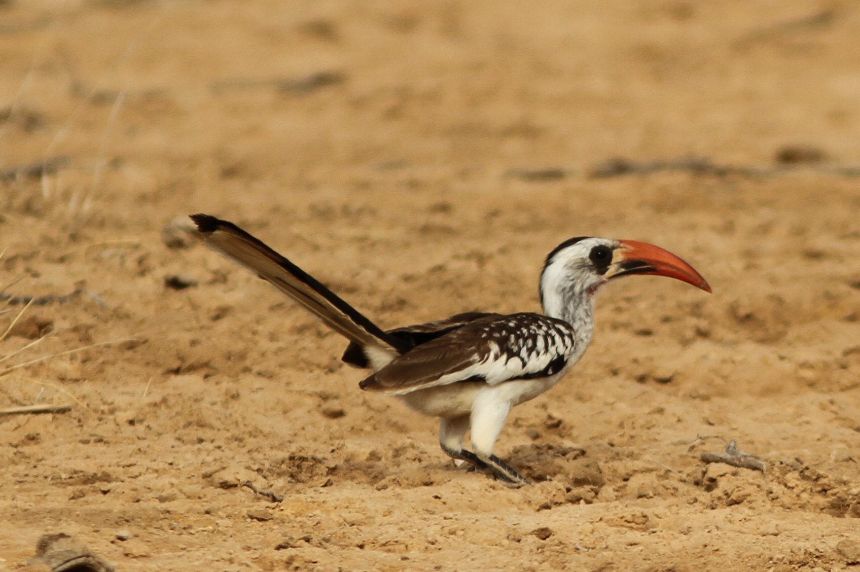 Western Red-billed Hornbill illustration