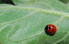 Coccinella algerica