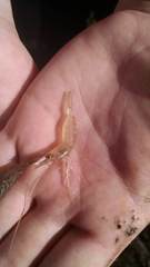 Palaemon macrodactylus