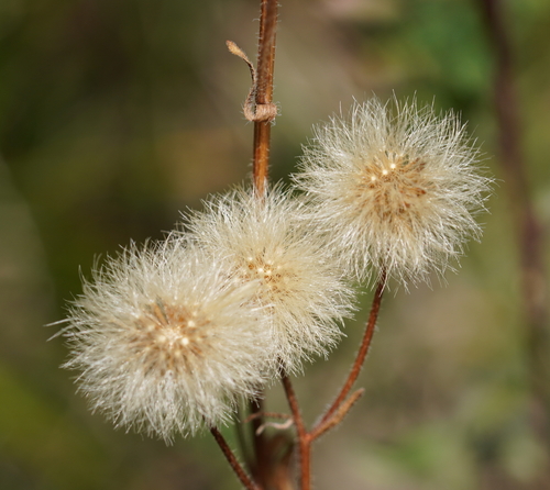 Karčioji Šiušelė nuotrauka