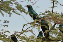 Lamprotornis chalybaeus