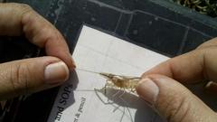 Palaemon macrodactylus