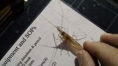 Palaemon macrodactylus