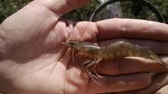 Penaeus californiensis