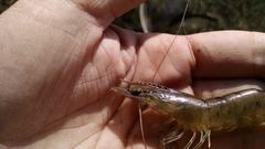 Penaeus californiensis