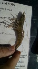 Penaeus californiensis