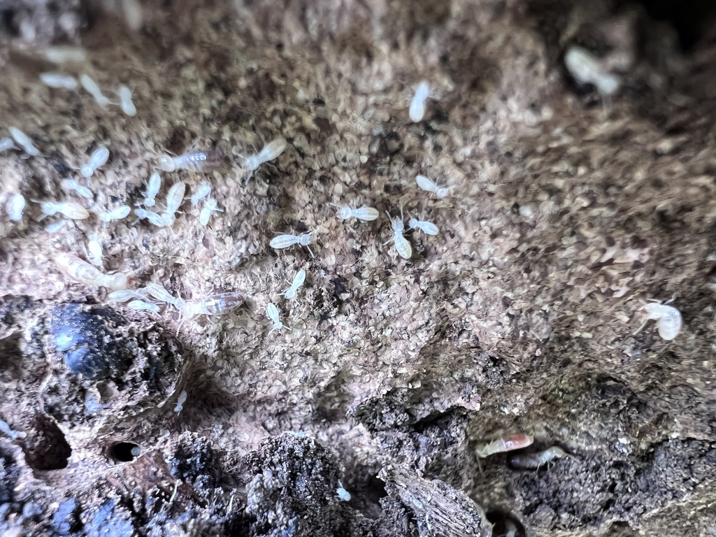 Western Subterranean Termite from Twisp, WA, US on May 6, 2023 at 01:48 ...