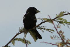Bubalornis albirostris